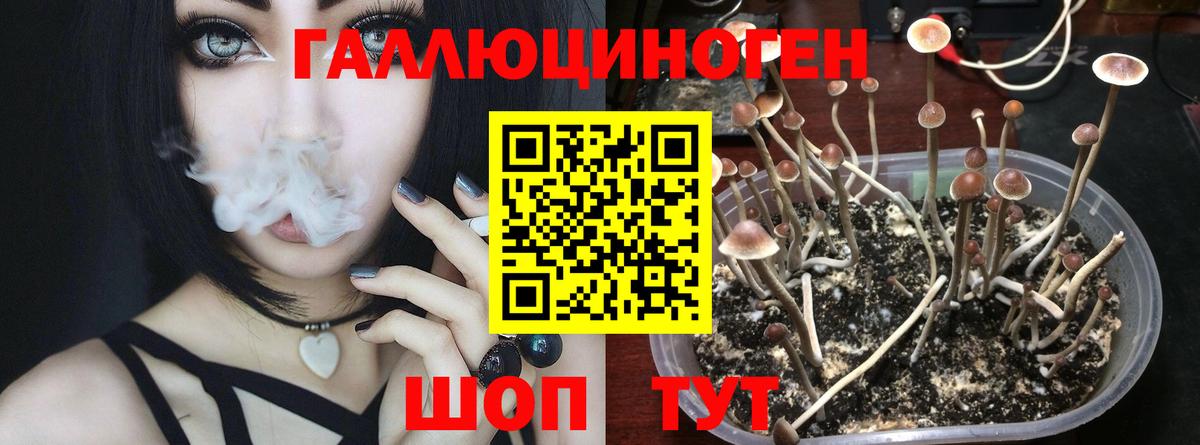 Псилоцибиновые грибы мицелий Москва